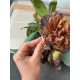 Срібний комплект з натуральним бурштином і золотими вставками 925 / 375Проба